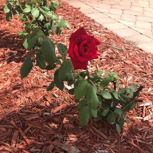 Meet your Posher, Carolina